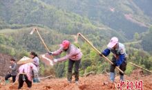 贫困县广西三江高山上种高效油茶 为脱贫"加油"